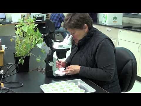 Predatory Mite Bioassays