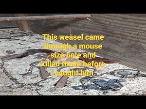 Trapping the Weasel in my chicken pen part 2