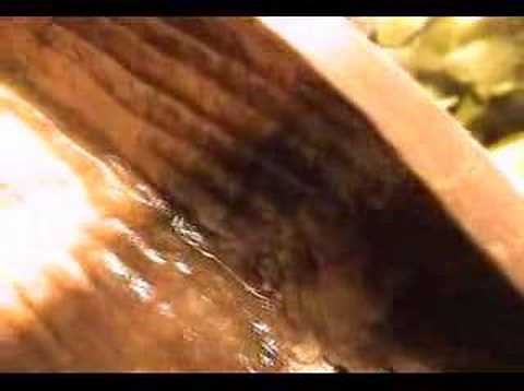 Carnivorous plant digested the mouse - teeth and bones!!!