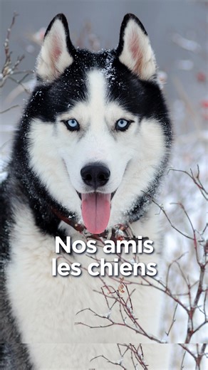 28 Minutes on Instagram: "“Les huskies ont conservé des traits qui sont plus proches du hurlement du loup”, souligne la neuroscientifique Anne-Lise Giraud. Dans “Parlons-nous chien ou pensent-ils humain ?”, paru aux éditions Hermann, elle analyse le lien indéfectible qui s’est naturellement créé entre nos deux espèces au fil des époques et explore comment le chien est devenu le meilleur ami de l’être humain. @artefr @editions_hermann ⏯️ Cet extrait est issu de notre émission du 17 décembre 2025,