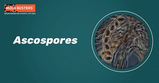 Ascospores - Health Effects, Allergy Symptoms & Treatment | Mold Busters