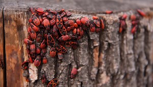 Invasione di insetti alieni in Italia: sono parassiti e distruggono tutto