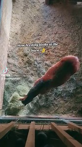 The hay loft is above the horses stalls. So when it comes to feeding time, horses even get desensitized to hay falling from above! 😅 #FeedingTime #HayLoft #RainingHay #Hungry #DinnerTime #Horses #Nala #Echo #HappyHorses #ContentHorses #myversion #SlightlyDifferent #NotPhased | Cowgirl Tuff Colt Training