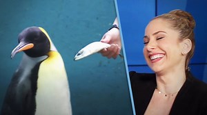 13K views · 96 reactions | Japanese Penguins REBEL Against Global Inflation | The Young Turks | Facebook