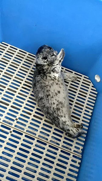 Yuki is one of 4 baby seals in rehab right now. And he's dangerously adorable. #cute #fluffy #wildlife #babyanimals #animals #rescue #rescueanimals