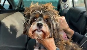 29K views · 135 reactions | This dog was found in the middle of the road, covered in so much matted fur that she looked like a wig. But after being rescued, she’s unrecognizable — see her now in the comments ❤️ | Life of animals | Facebook