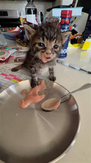 Mario's Paw on Instagram: "We are trying so hard to wean off the bottle! These kittens are finding it a challenge…half want to nurse on my watch and the other half want to shove the syringe as far down their throats as they can.  (And yes, I cleaned her nose and face immediately after this…and several more times )"