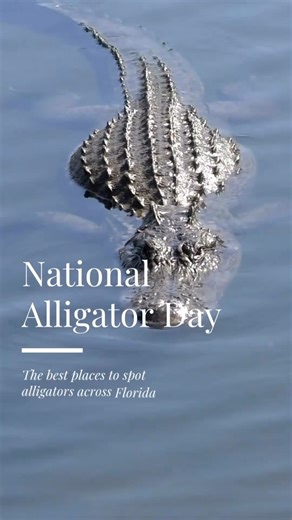 May 29 is National Alligator Day 🐊💚 Did you know alligators were once hunted to the point of extinction? Thankfully alligators made a comeback and can now be found in every one of Florida’s 67 counties! Although gators can be found all over Florida, here are 7 great spots to spot Florida gators in the wild! Everglades National Park 📍 Everglades City & Miami, Florida Myakka River State Park 📍 Sarasota, Florida Big Cypress National Preserve 📍 Ochopee, Florida Merritt Island National Wildlife 