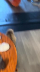 On this Warrior Wednesday, HarPURR is helping us to slide through the week at his typical purrsonal CATegory the HarPURR Purrnado! WHOOSH! Turbo button activated. He just cracks me up when he drifts across the floor and dive bombs into his most favorite tunnel. Then he pops out looking so purroud of his accomplishment. You should be purroud HarPURR, as you are remarkable, unstoppable, courageous and purrovide us all with lots of laughter with your adorable antics.Each day with him is such a purr