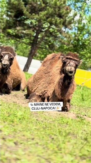 O singură zi ne mai desparte! ⏰Mâine, vineri 15 mai, ora 14:00 — la fostul Cora! 💚