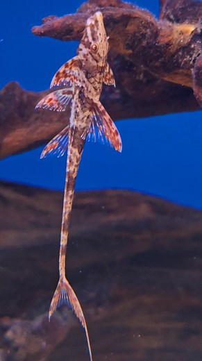 Just hanging around..... | Pier Aquatics