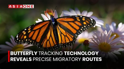 Butterfly Tracking Technology Reveals Precise Migratory Routes | Asia One News #AsiaOne #EnglishNews #asiaonenews #ScienceNews #WildlifeResearch #ButterflyMigration #NatureUpdate #TechInScience | Asia One News