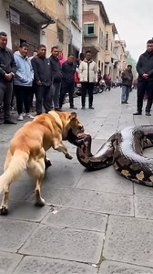 Dog versus python fight #kevinobijurunsofor #ViralNewsUpdate #fall2024 #viralvideoシ #loversofwild Follow for more Kevin Obijuru Nsofor GIST PLACE | Kevin Obijuru Nsofor