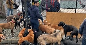 Coworkers help rescue dogs from fire