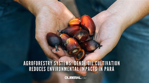 Agroforestry systems: dendê oil cultivation reduces environmental impacts in Pará