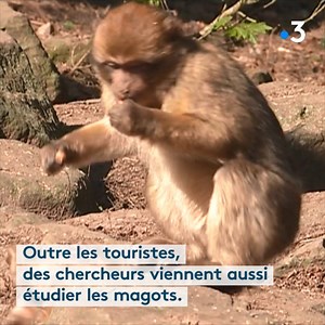 Les magots de La Montagne des Singes vont souffler les bougies du gâteau du cinquantième anniversaire de ce parc atypique. | France 3 Alsace