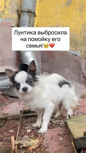 🎉Лунтик дома!🥲