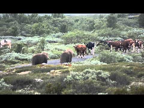 Musk ox VS Cow 1
