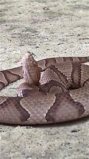 Copperhead Snake Strike is Super Fast 🐍