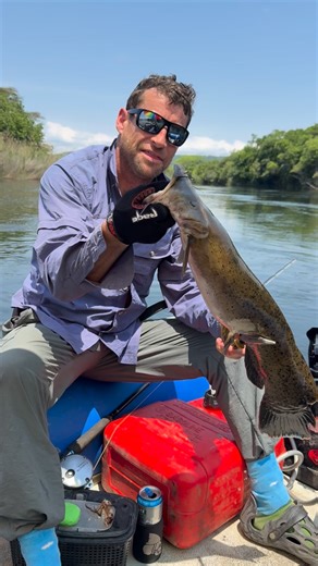 There are some crazy & awesome species of fish in the congo river system this is the Electric Catfish. I have some incredible footage of this guy under water letting off his electric defences it’s unbelievable to be fair I had no idea until i watched it myself 👀👌I will be sharing it soon for sure👍 #goliathtigerfish#tigerfish#tigerfishing#livebaitfishing#predatorfish#extremefishing#extreme fishing adventures#congoriver#fishing#riverfishing#freshwaterfishing#fishinglife#fishingislife#fishing🐟#