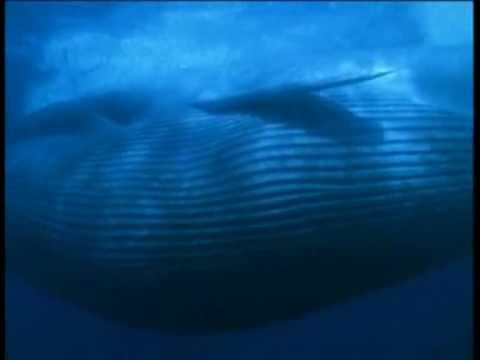 La Baleine bleue: la merveille des oceans : The Blue Whale: the wonder of the oceans