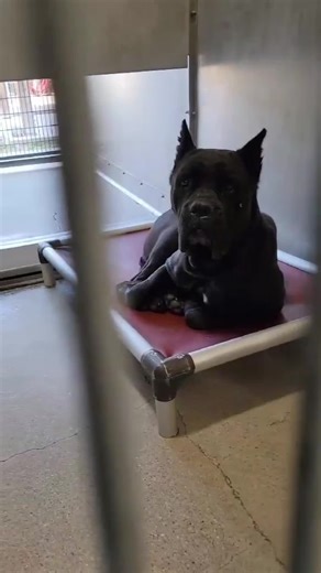 🚨 POSSIBLE EUTH DATE: 02/24/26 🚨 Time is running out. Several dogs have already been euthanized — Sara could be next. 💔 She needs a plan NOW. 💕 Sara – ID: #A5755637 Mastiff • Female • ~4 years old 🐾 BEST Behavior Score: 1 – Very Sweet Sara arrived as a stray on 2/12/26 . 📍 Lancaster Animal Care Center 5210 West Ave., Lancaster, CA 93536 📞 661-974-8358 | 661-940-4191 📧 Emails: • ACCLancaster@animalcare.lacounty.gov • DACCLancasterRescue@animalcare.lacounty.gov Supervisor: • NGonzalez@anim