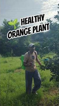 Healthy Orange Plant #orange #plants #care #healthy #spray #remedies