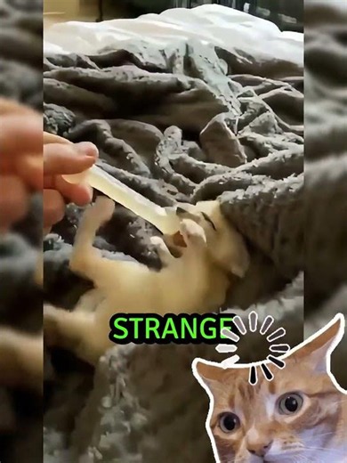 🦊😍 The little fox's struggle for survival