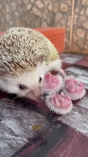 Hedgehog Feeding: Adorable Moments Captured on Camera