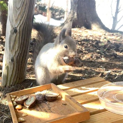 The squirrel was cautious for a moment.