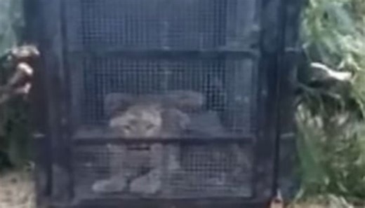 گلیات میں پکڑا گیا تیندوا وائلڈ لائف حکام کیلئے امتحان بن گیا