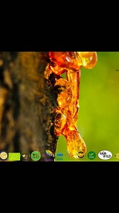 Xabka dabiiciga ah ee Dalkeena | Mohamad Hassan Dhalo