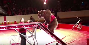 Why Bears Shouldn’t Be in Circuses or Traveling Shows | peta2