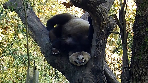 Sleeping upside down on the tree is the real kung fu. (Ji Fu & Chun Yu) #panda #sleep #tree #HiPanda #CCRCGP #PandaLife For more panda information, please check out: https://en.ipanda.com | iPanda