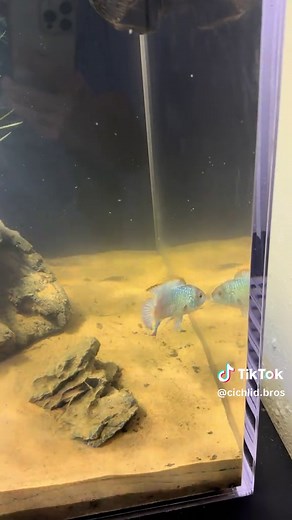 Aquarium Fish Tank Setup Tutorial: Complete Build Guide