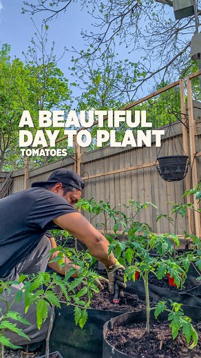 35K views · 1.9K reactions | Me + Tomatoes + birds singing + compost + chicken manure + garden + sun & blue sky = A beautiful relaxing day華 What do you need to have that #peaceful moment? #gardening #asmr #calming | Plantedinthegarden | Facebook