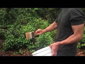 Effective Homemade Deer Repellent: Part 2