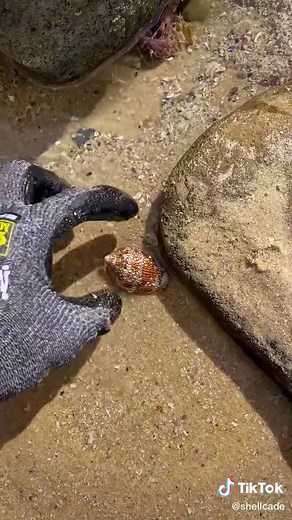 Deadly Textile Cone Seashells Warning