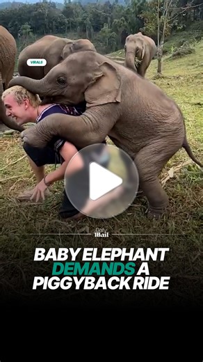 The baby elephant needed a piggyback 😭 #fun #animals #babyelephant | Daily Mail Entertainment