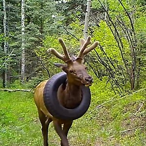 An elk that spent at least two years roaming the Colorado wilderness with a tire around its neck is finally free after wildlife officers removed it. | DW News