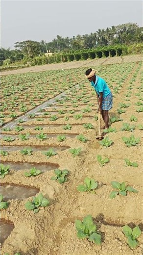 କୋବି ପାଣି ମାଡ଼ୁଛି #youtubeshort #desiviilagelifetstyle #viral