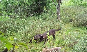 98K views · 2.4K reactions | Puppies! Late summer is when wolf pups...