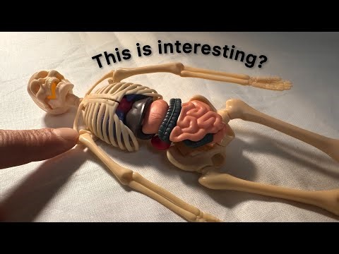 Assemble a human skeleton from miniature pieces. Mini show: mini-human device