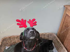 Labrador cross collie