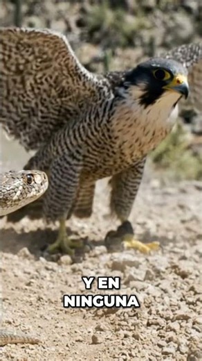 Hawk vs. Snake: The Infrared Duel That Will Leave You Breathless! #shorts