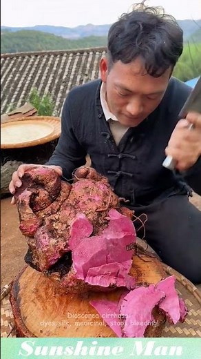 Dioscorea cirrhosa: dyes silk, medicinal, stops bleeding! #plant