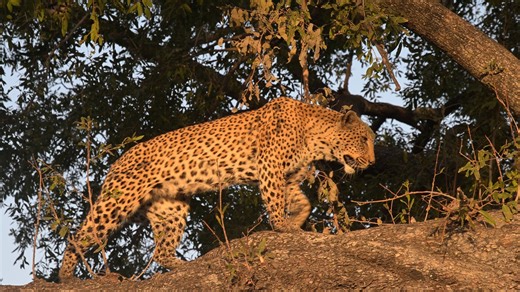 25K views · 541 reactions | While many animals can climb up trees,...