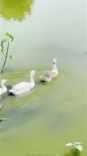 "Funniest Duck Moments 🦆😂 | Try Not to Laugh!"