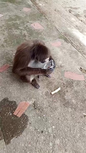 14 años compartiendo con las familias de CHAMETA, inteligente, PANCHA se ganó el cariño de TODOS.