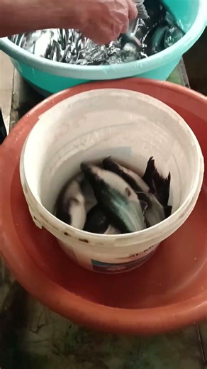 Why basa fish is the best farming project